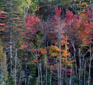 Indian summer Jacques Cartier NP