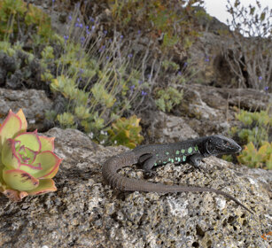 Lucertola atlantica (Gallotia atlantica) Fuerteventura