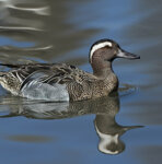 Marzaiola (Anas querquedula), Garganey