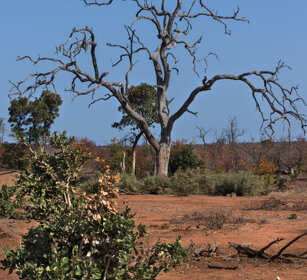 boscaglia, bush PN Kruger, Kruger NP