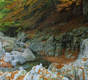 Bosco, wood val Cannobina, Cannobina valley