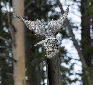 Allocco di Lapponia (Strix nebulosa) PN di Yellowstone, Yellowstone NP