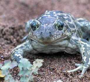 Rana levantina (Pelophylax bedriagae) Levant Green Frog