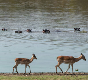 Impala e Ippopotami, Impalas and Hippos PN Kruger, Kruger NP