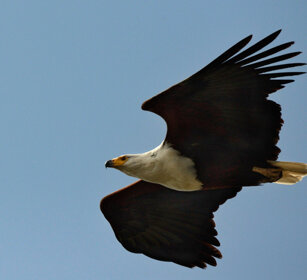 Aquila pescatrice africana (Haliaeetus vocifer) African Fish-eagle, lago Zway, lake Zway