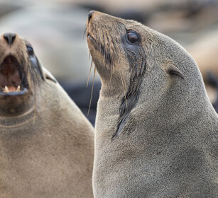 Otarie orsine (Arctocephalus pusillus) Cape Fur Seals, Cape Cross, Dorob NP