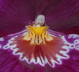 orchidea, orchid