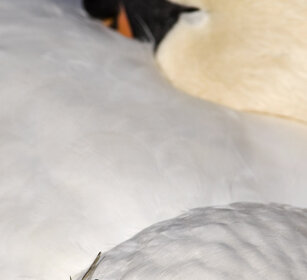 la libellula e il cigno the dragonfly and the swan