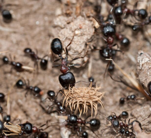 Formiche rosse (Formica rufa), Red Ants