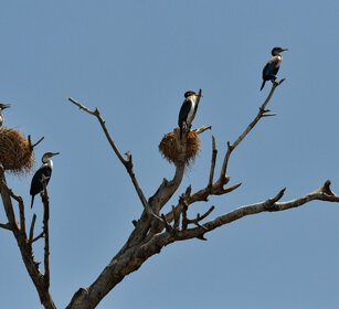 Cormorani (Phalacrocorax carbo), Great Cormorants lago Zway, lake Zway