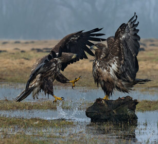 Aquile di mare (Haliaeetus albicilla) White-tailed Eagles, Polonia, Poland
