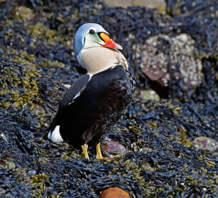 Re degli Edredoni, King Eider Norvegia, Norway, Varanger