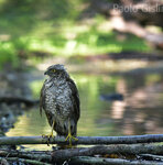 Castelletto Merli (Al)