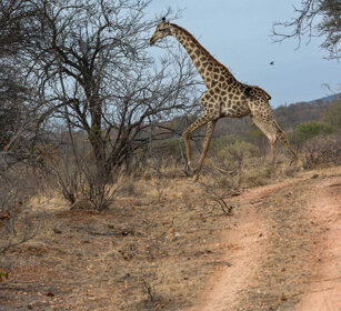 Giraffa (Giraffa camelopardalis g.), Giraffe PN Kruger, Kruger NP