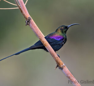 Nettarinia (Nectarinia tacazze), Tacazze Sunbird Debre Libanos