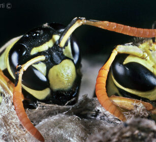 nascita di Vespe, birth of Wasps Frossasco (To), Piemonte