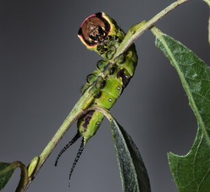 bruco di Arpia (Cerura vinula) dopo la 4° muta Puss Moth caterpillar after the 4th ecdysis
