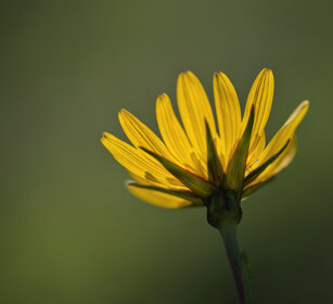 Composita, Compositae flower