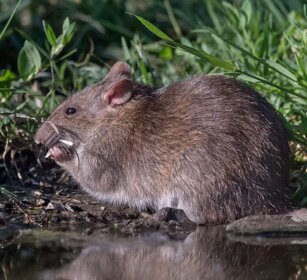 Surmolotto (Rattus norvegicus) Norway Rat Surmolotto (Rattus norvegicus) Norway Rat
