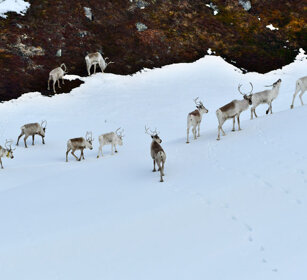 Renne, Reindeer Norvegia, Norway, Varanger