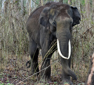 Elefante asiatico (Elephas maximus) Asian Elephant Nagarhole NP, Karnataka