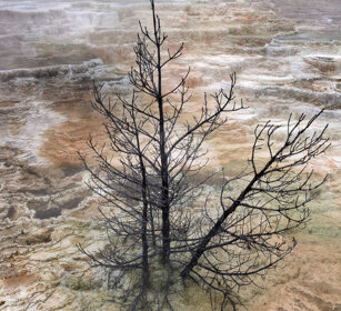 depositi calcarei, calcareous sediments Mammoth Hot spring, PN di Yellowstone, Yellowstone NP
