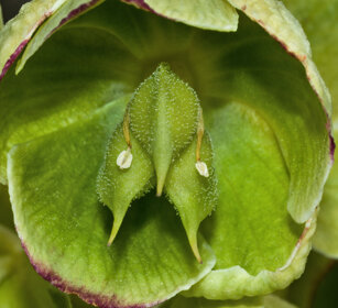 Elleboro, Helleborus