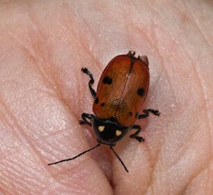 Adalia bipunctata Two-spot Ladybird or Two-spotted Ladybug or Two-spotted lady Beetle
