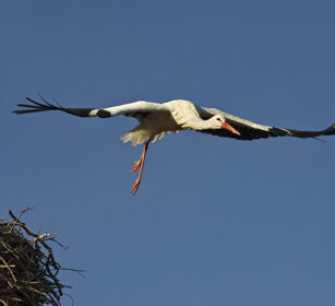 Cicogna bianca (Ciconia ciconia), White Stork