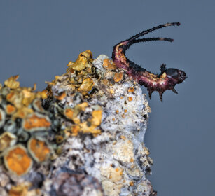 bruco di Arpia (Cerura vinula) dopo la 2° muta Puss Moth caterpillar after the 2nd ecdysis