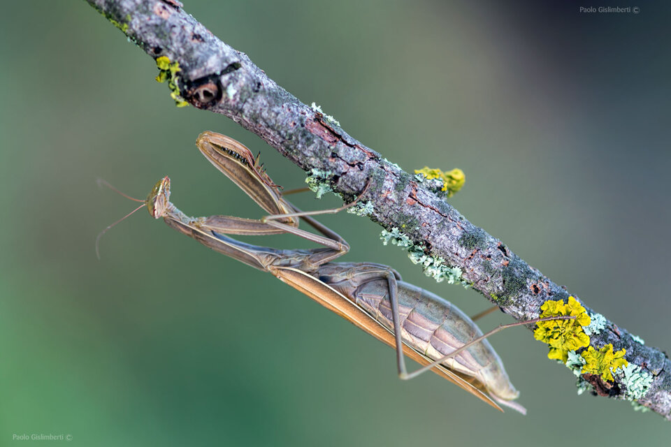 77790ea1-dc8b-4ea2-b66e-a3d4d719df45 77790ea1-dc8b-4ea2-b66e-a3d4d719df45