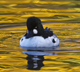 Quattrocchi (Bucephala clangula), Goldeneye