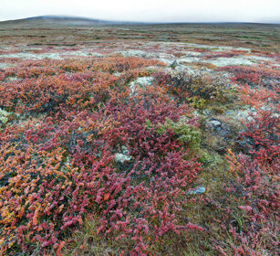 tundra parco nazionale di Dovrefjell, Dovrefjell NP