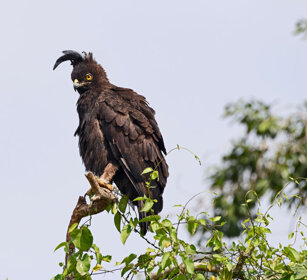 Aquila dal ciuffo Uganda