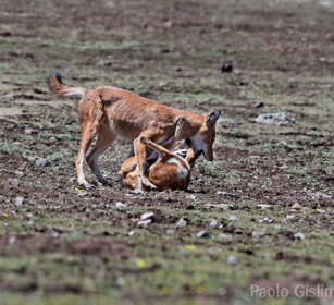 Lupi del Simien juv. (Canis simiensis) Simien Wolves juv., Sanetti plateau