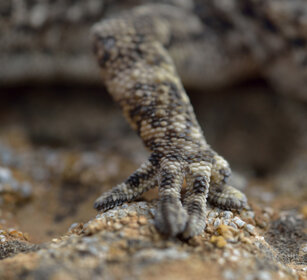 zampa di Geco delle Canarie Tarentola angustimentalis, East Canary Gecko's leg, Fuerteventura