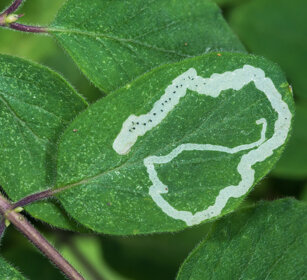foglia minata da bruco a leaf with a gallery due to a little caterpillar