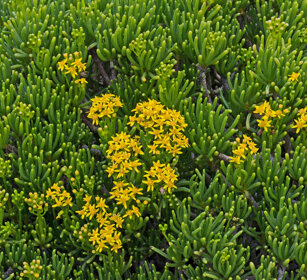 fioriture, flowering