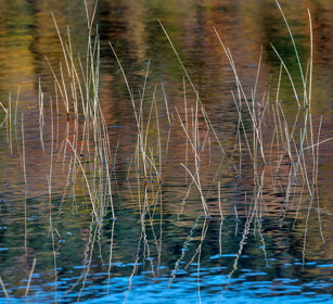 Marsh vegetation lake Chat, Mont Tremblent NP