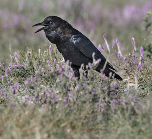 Corvo del Capo (Corvus capensis), Cape Crow