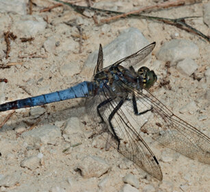 Frecciazzurra puntanera m. (Orthetrum cancellatum) Black-tailed Skimmer 