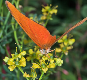 Dryas julia, Julia Heliconian