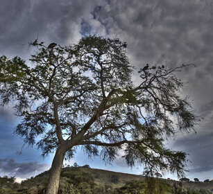 Marabù su Acacia, Marabou Storks on an acacia lago Awasa, lake Awasa