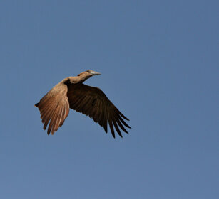 Umbretta (Scopus umbretta), Hamerkop lago Zway, lake Zway
