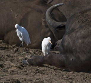 Aironi guardabuoi tra Bufali africani Cattle Egrets (Bubulcus ibis) and African Buffalos (Syncerus caffer), lake Manyara 