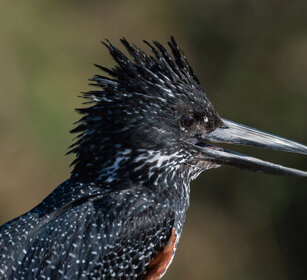 Martin pescatore gigante (Megaceryle maxima) Giant Kingfisher, Kruger NP