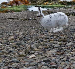 Lepre variabile, Mountain Hare Norvegia, Norway, Varanger