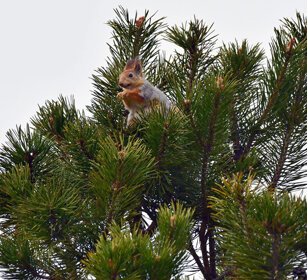 Scoiattolo rosso, Red Squirrel Finlandia, Finland Scoiattolo rosso, Red Squirrel Finlandia, Finland