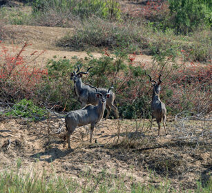 Kudu maggiori (Tragelaphus strepsiceros) Greater Kudus, PN Kruger, Kruger NP