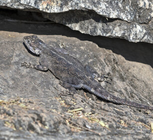 femmina di Agama (Agama lionotus) female Kenyan Rock Agama, Serengeti NP